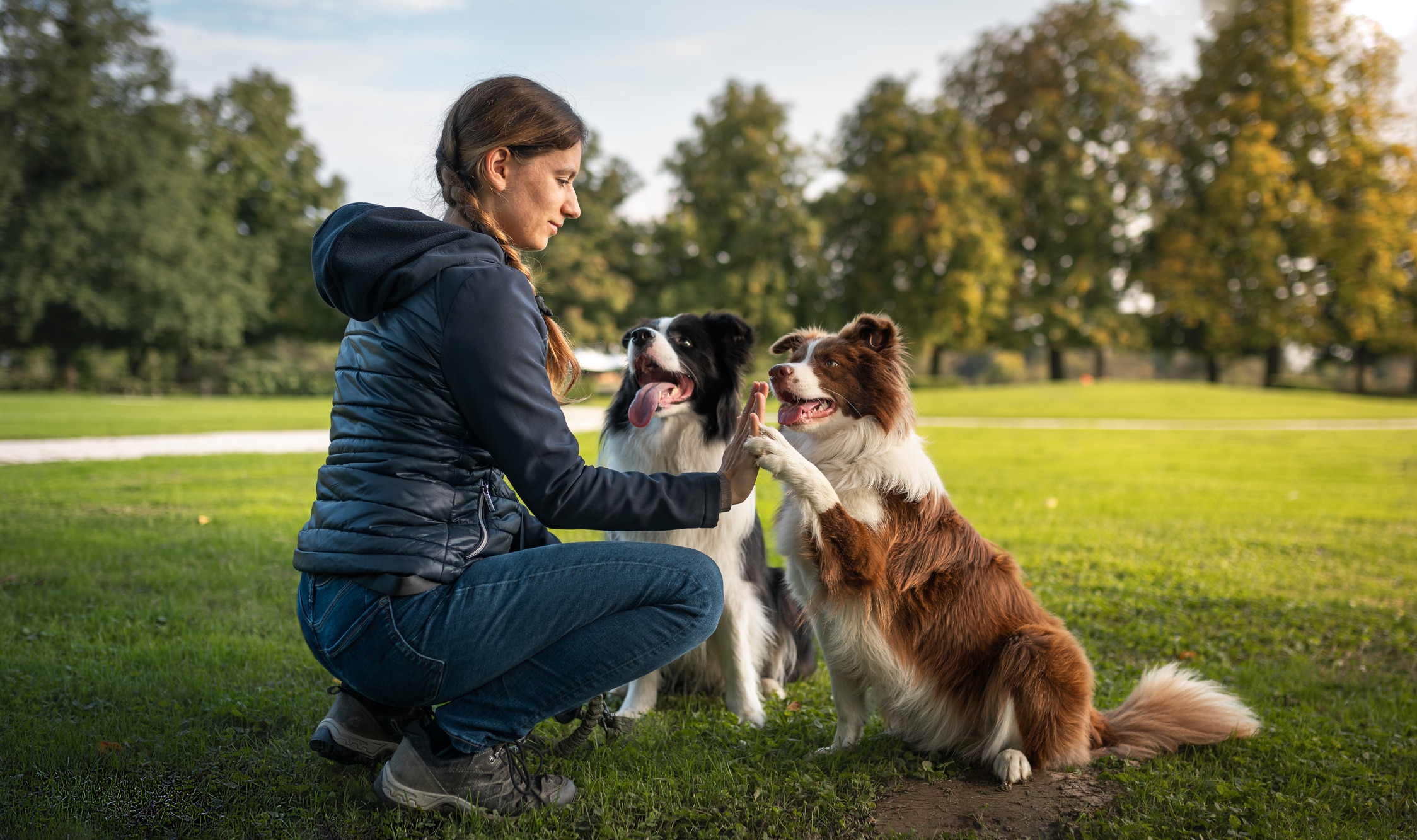 Photo of two dogs in an obedience class, one of the best things to do with your dog in 2025