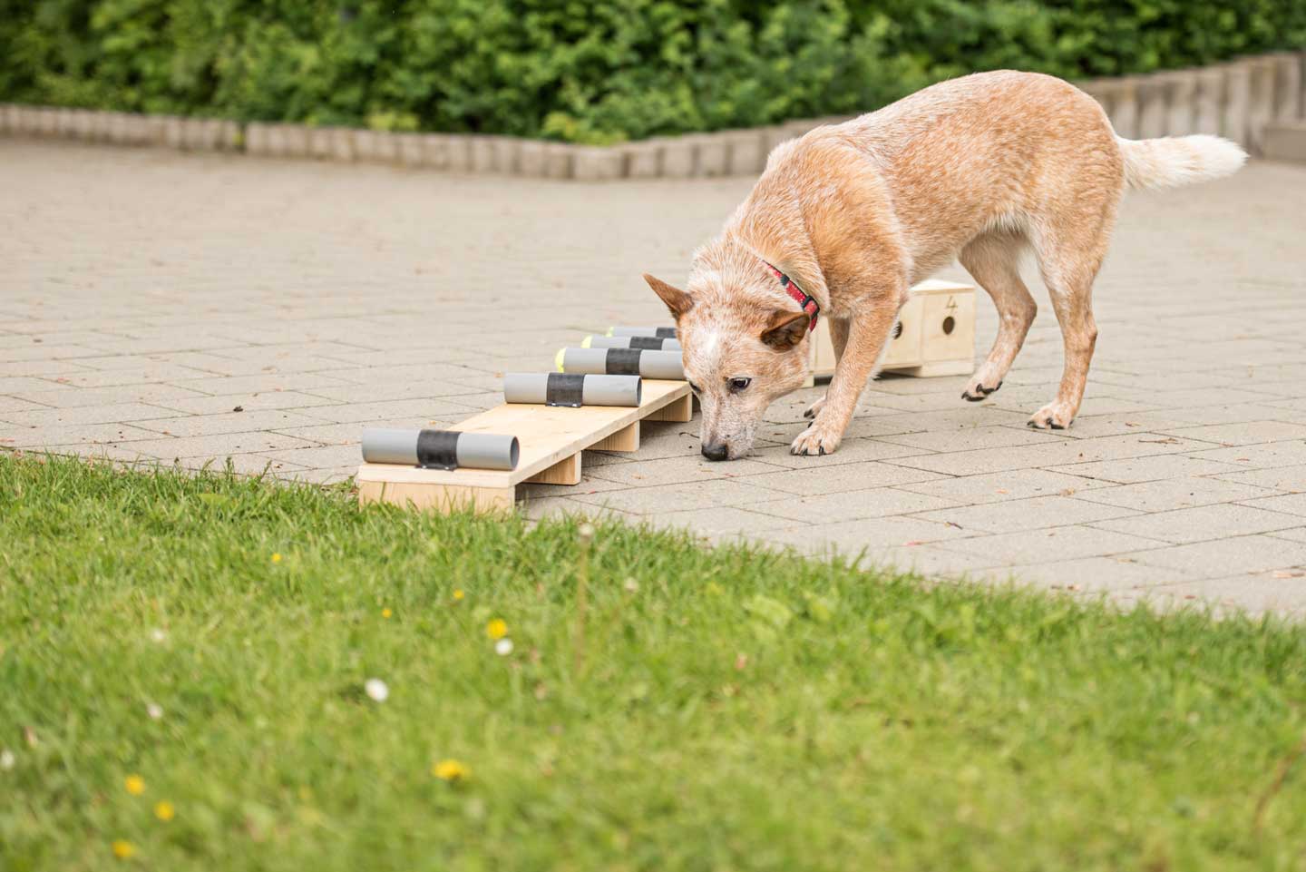 Photo of a dog doing nose work training, one of the best things to do with your dog in 2025