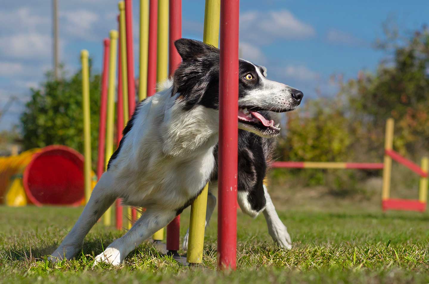 Photo of a dog navigating an agility course, one of the best things to do with your dog in 2025