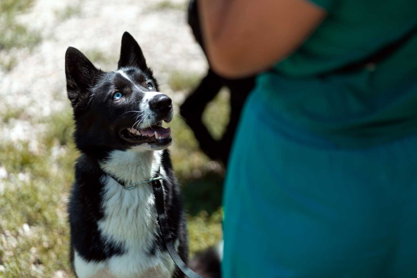 Photo of a dog training for Canine Good Citizen, one of the best things to do with your dog in 2025