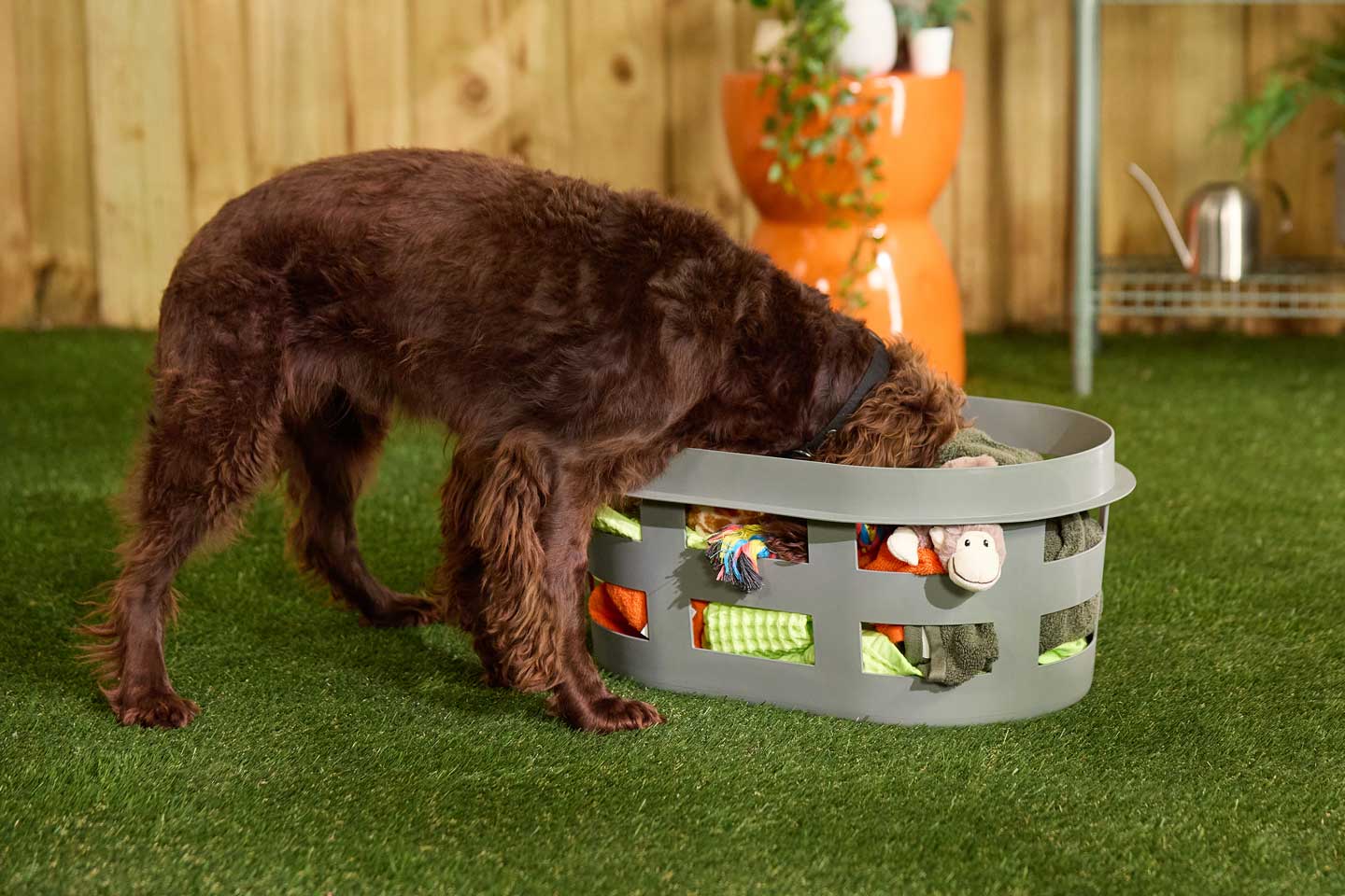 Photo of a dog digging in a toy bin, one of the best things to do with your dog in 2025