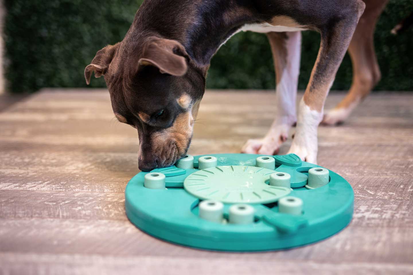 Photo of a dog playing with a puzzle feeder, one of the best things to do with your dog in 2025