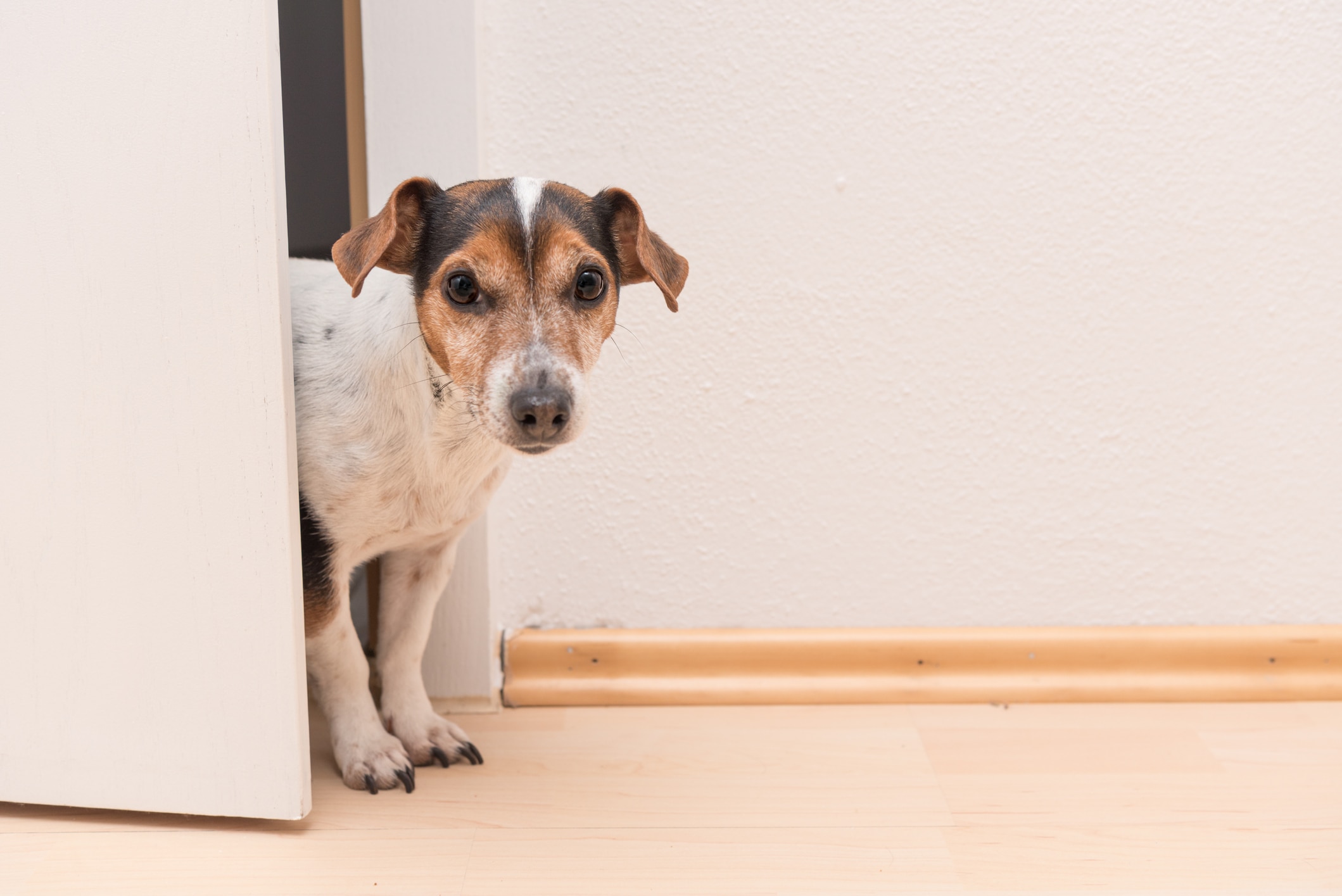 Photo of a dog peering through an open door as if playing hide and seek, one of the best things to do with dogs in 2025