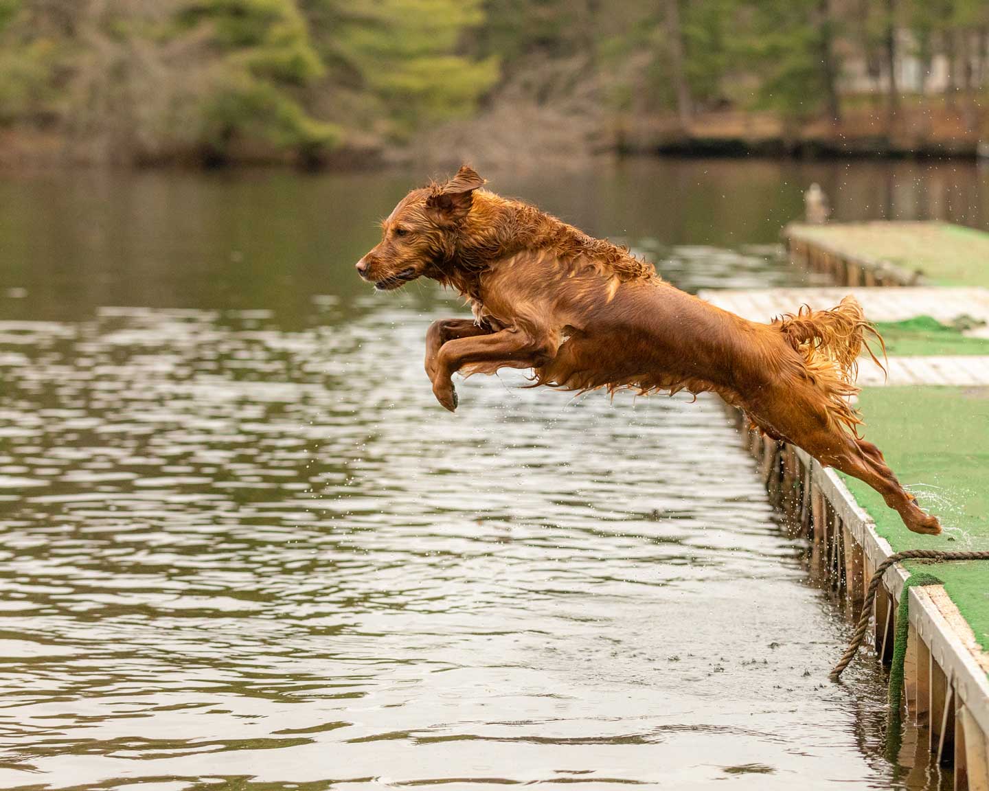 Photo of a dog diving off of a dock, one of the best things to do with your dog in 2025