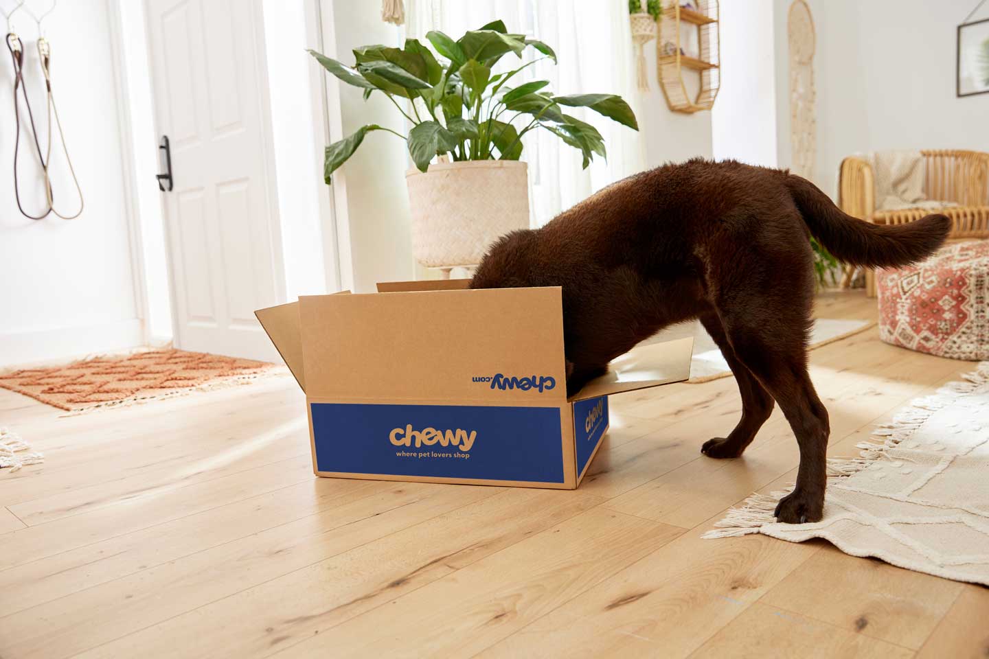 Photo of a dog sniffing for toys and treats, one of the best things to do with your dog in 2025