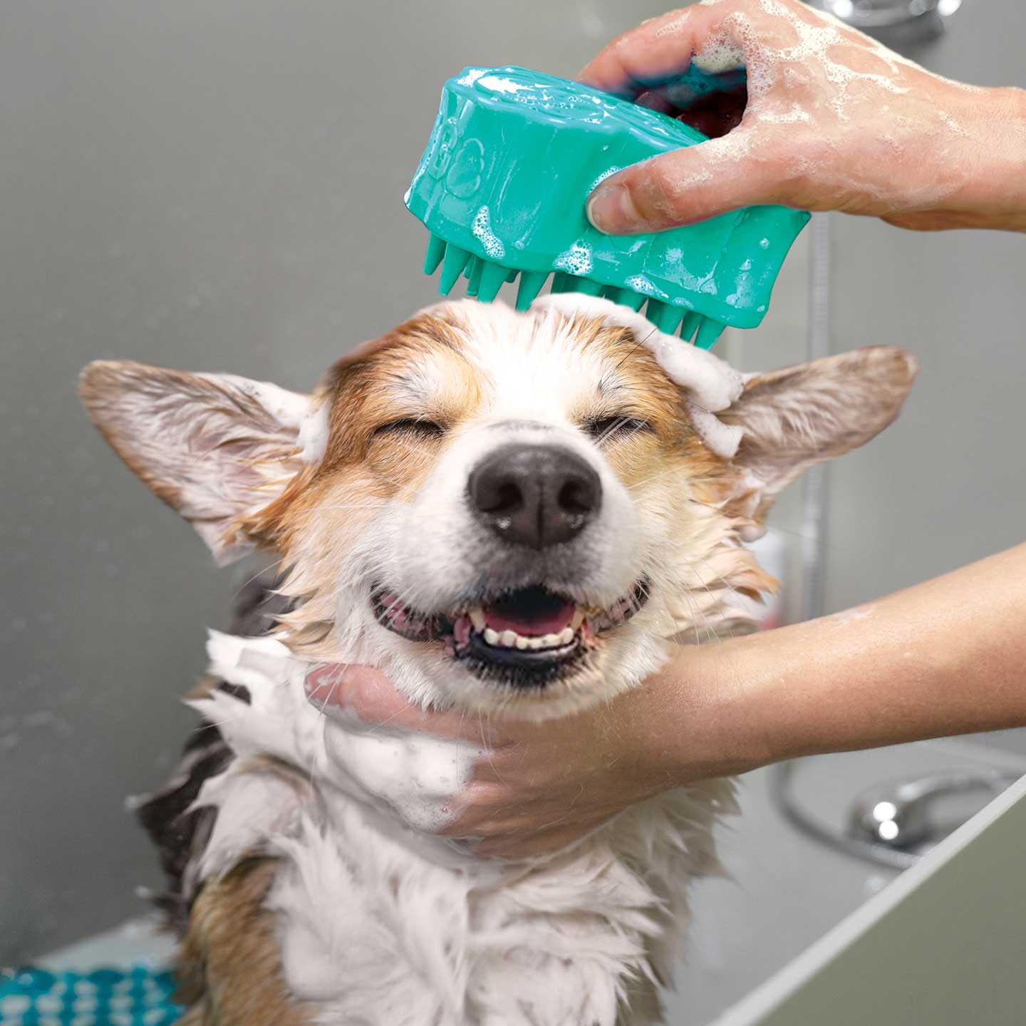 Photo of a dog enjoying a bath as part of a "spaw" day, one of the best things to do with your dog in 2025