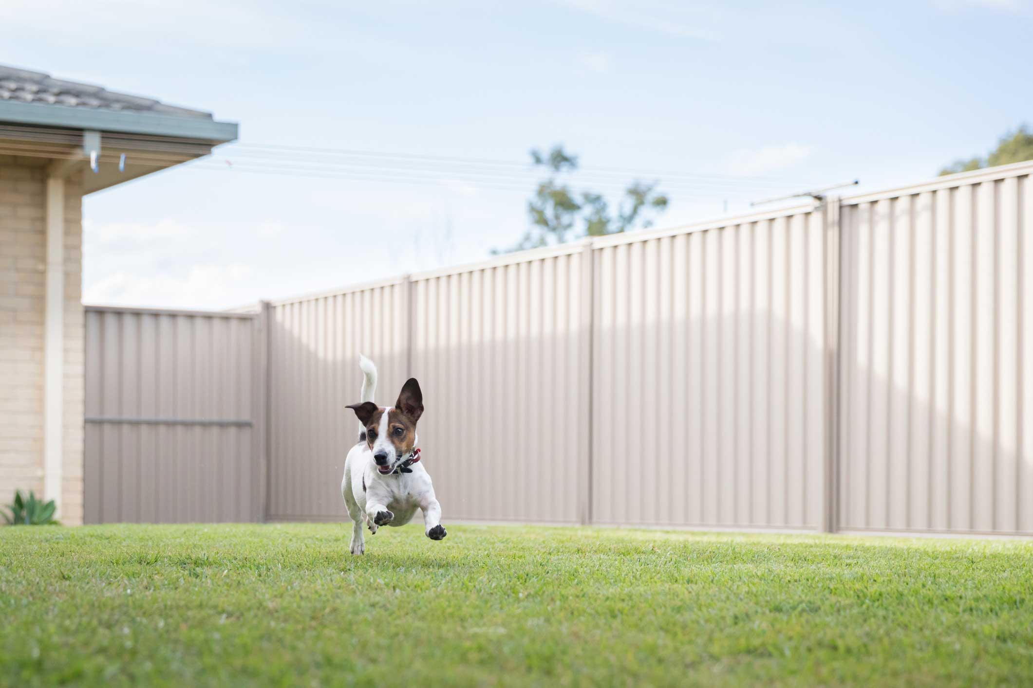 Photo of a dog exploring a new backyard, one of the best things to do with your dog in 2025