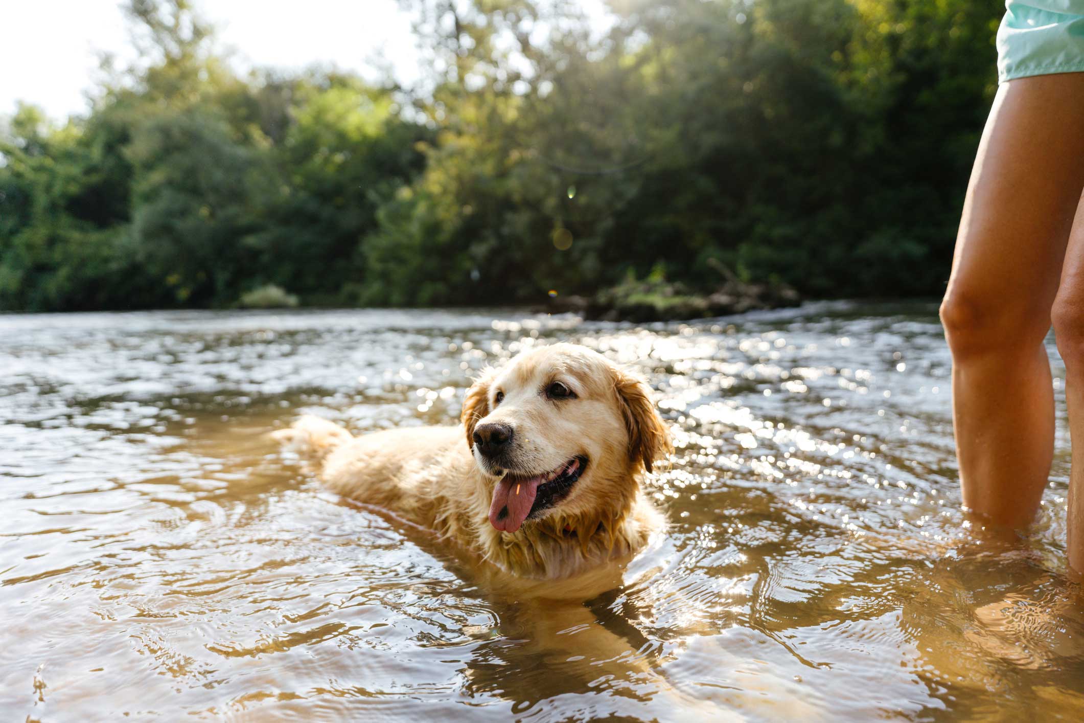 Photo of a dog swimming in a shallow lake