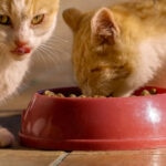 The Benefits of Mixing Wet and Dry Cat Food