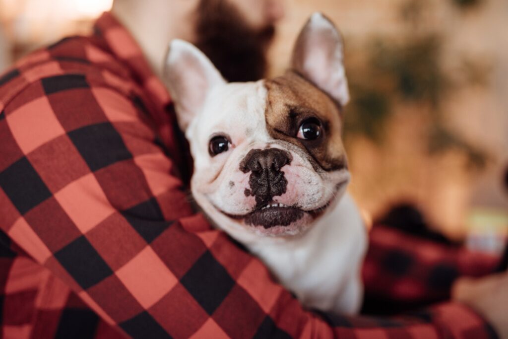 PetMD's Vet Verified program offers the best vet-recommended products for your dog.