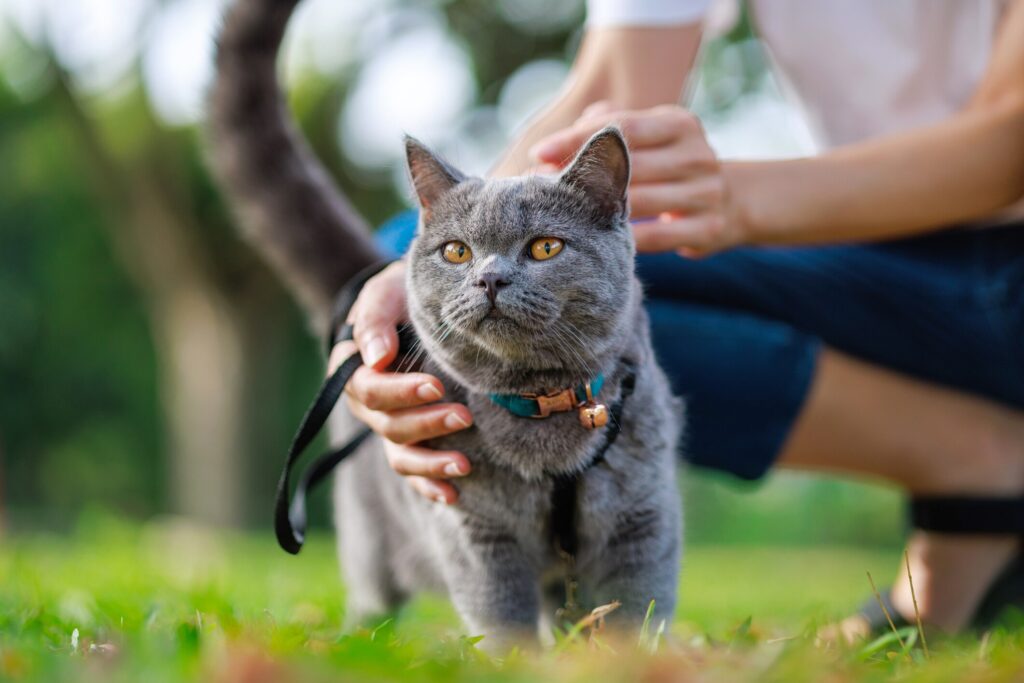 best heartworm medications for cats-a gray cat on a leash stands outside with human.