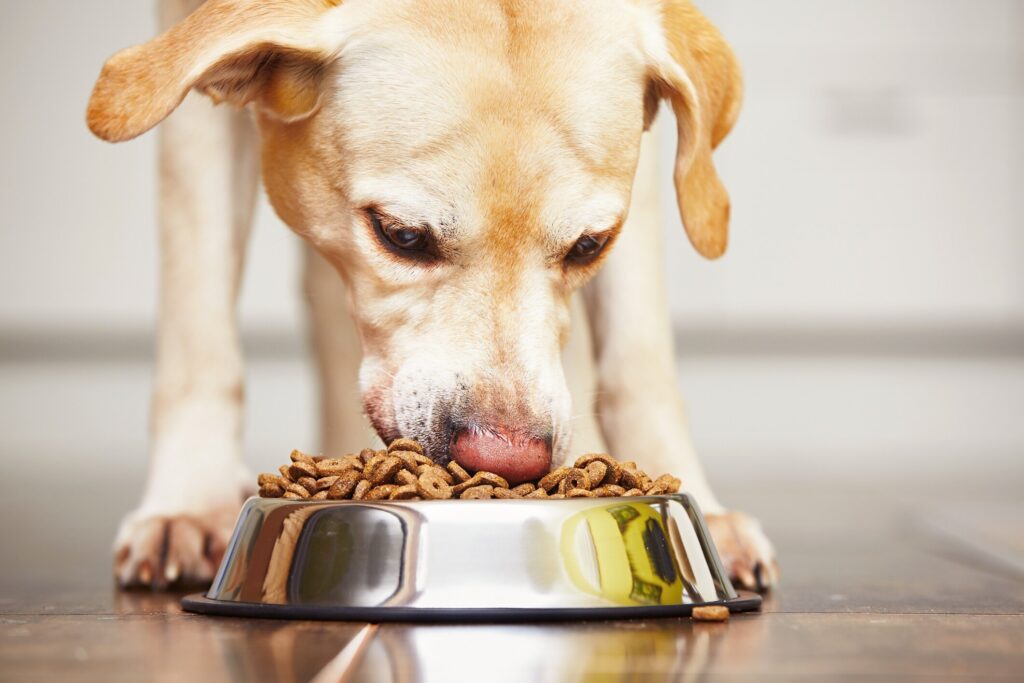 PetMD vets rate and review the best adult dog foods.