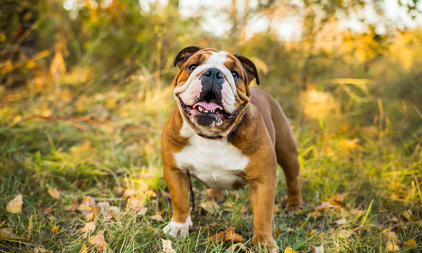 Bulldog (English Bulldog) Characteristics, Care \u0026 Photos | Chewy, image size:1440x865
