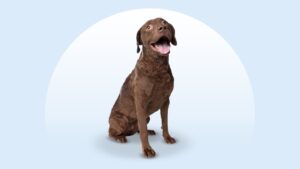 Chesapeake Bay Retriever