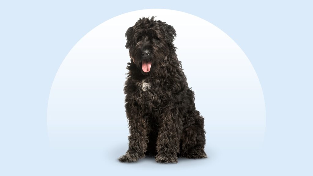 gray bouvier des flandres standing in a valley