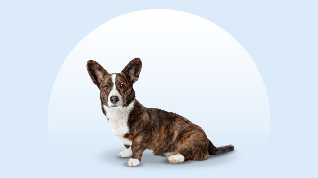 black and white cardigan welsh corgi sitting and wearing a bandana