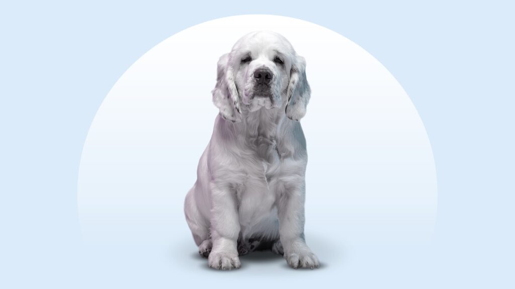 clumber spaniel standing in grass