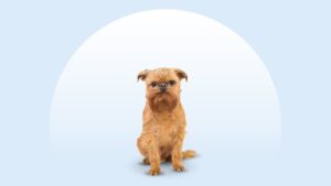 Brussels Griffon