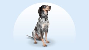 Bluetick Coonhound