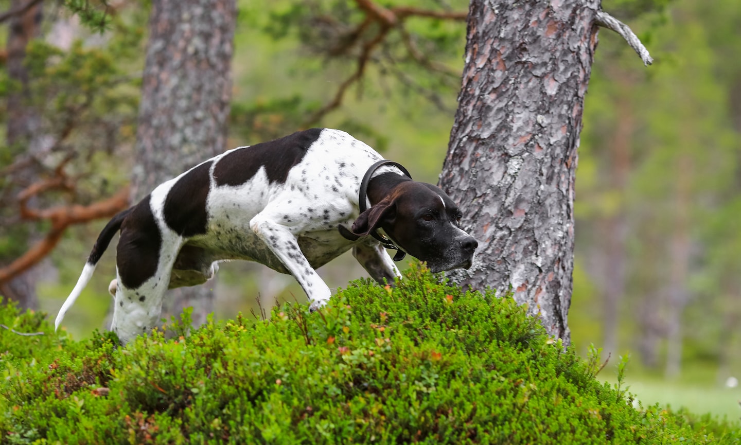  Why You’ll Love Life with a Pointer 