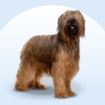 Briard