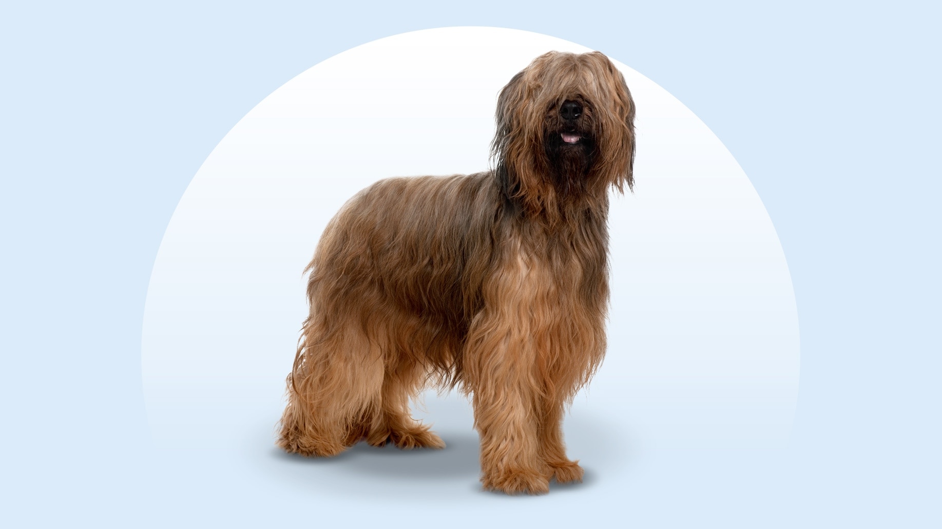 Briard