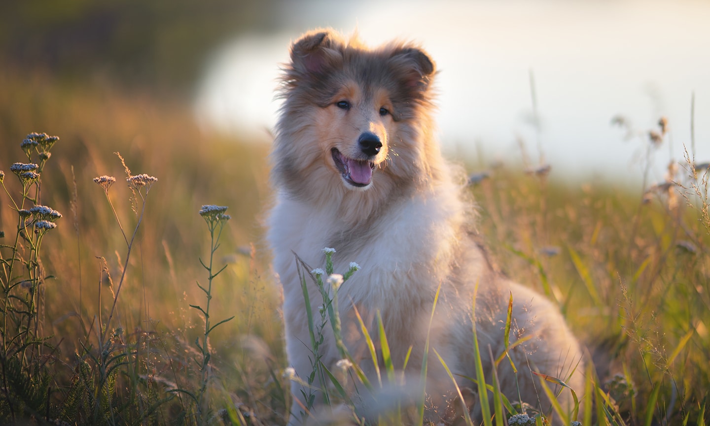 Collie専用購入ページ SKECHERS（スケッチャーズ） スリップインズ ボブス スキップ キュート