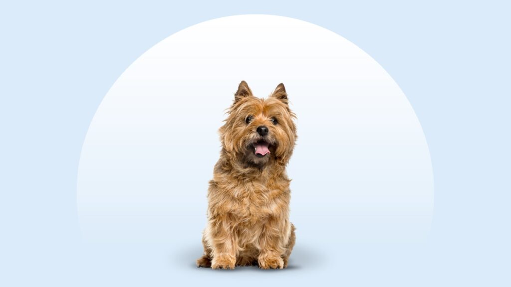 scruffy cairn terrier standing on a beach
