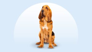 Bloodhound