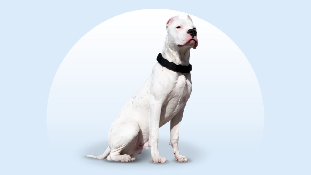 white dogo argentino dog running down an outdoor path in shallow focus