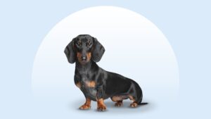 Dachshund