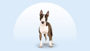 Bull Terrier