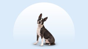 Boston Terrier