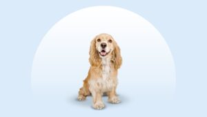 Cocker Spaniel