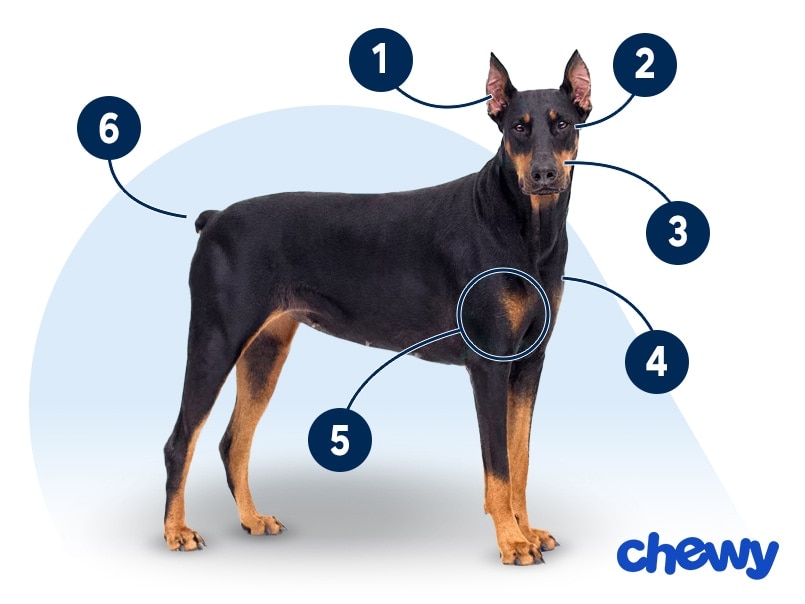 Photo of a Doberman Pinscher