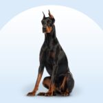 Doberman Pinscher