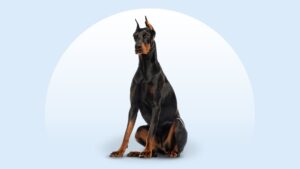 Doberman Pinscher