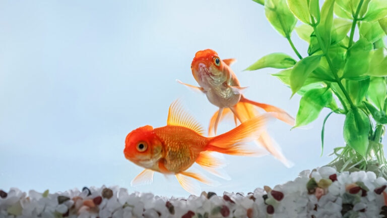fish names