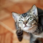 Ear Mites in Cats: Signs, Causes, Treatment, and Prevention