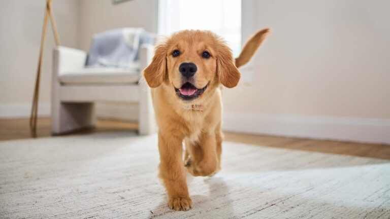 girl dog names