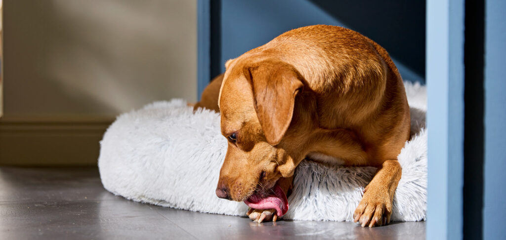 Photo of a dog licking their paws. Why do dogs lick their paws, anyway?