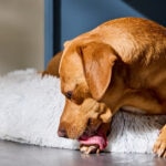 Why Do Dogs Lick Their Paws? Is This Normal?