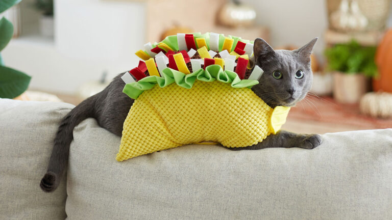 A cat dressed in a taco costume, one of the best cat costumes of the year