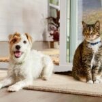 How To Detect Fleas in Your Home and Avoid a Full Flea Infestation