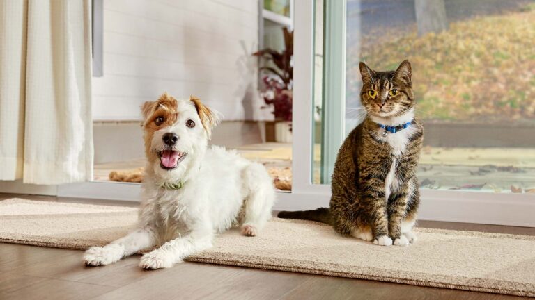how to get rid of fleas