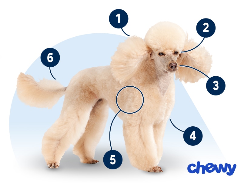 Miniature Poodle Breed Information | Chewy