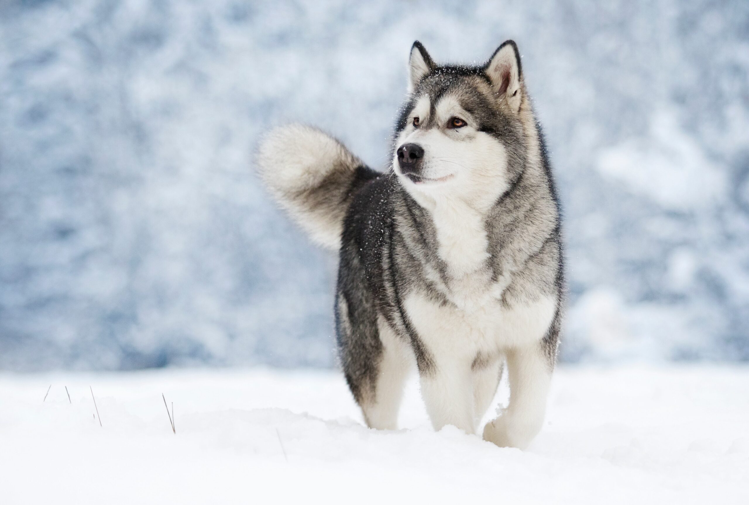 An Alaskan Malamute, a snow dog breed, walking through snow