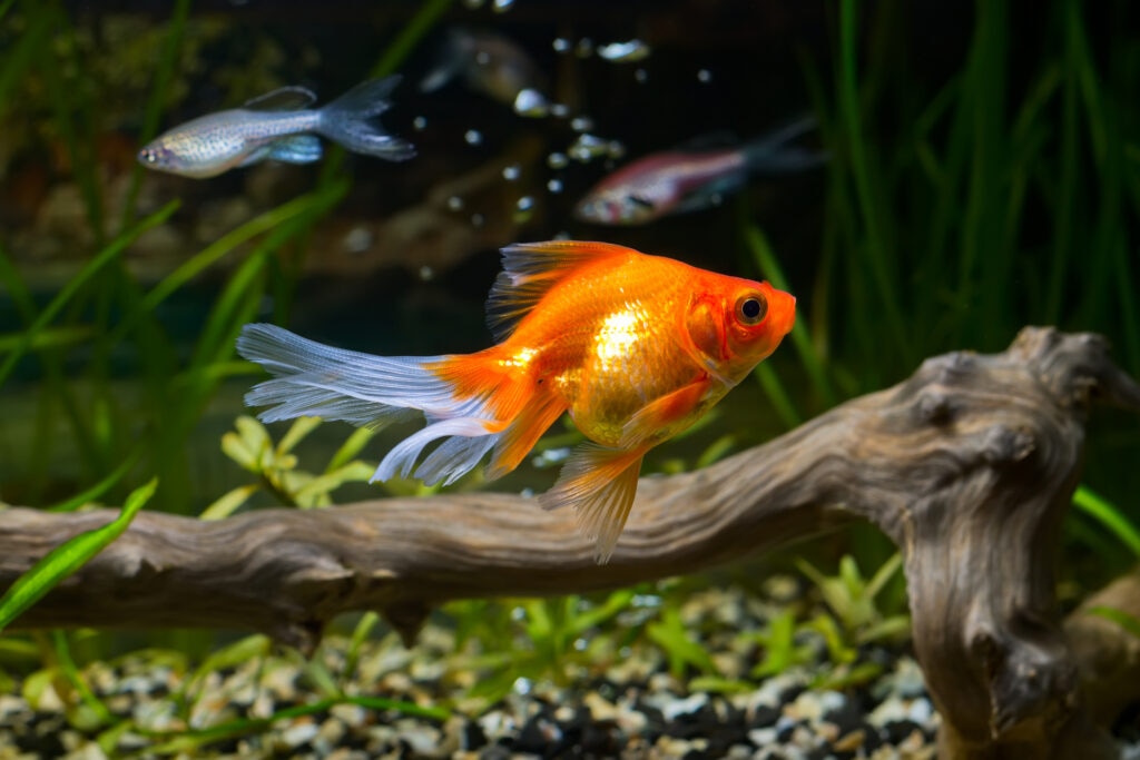 A beautiful goldfish swims in a fish tank