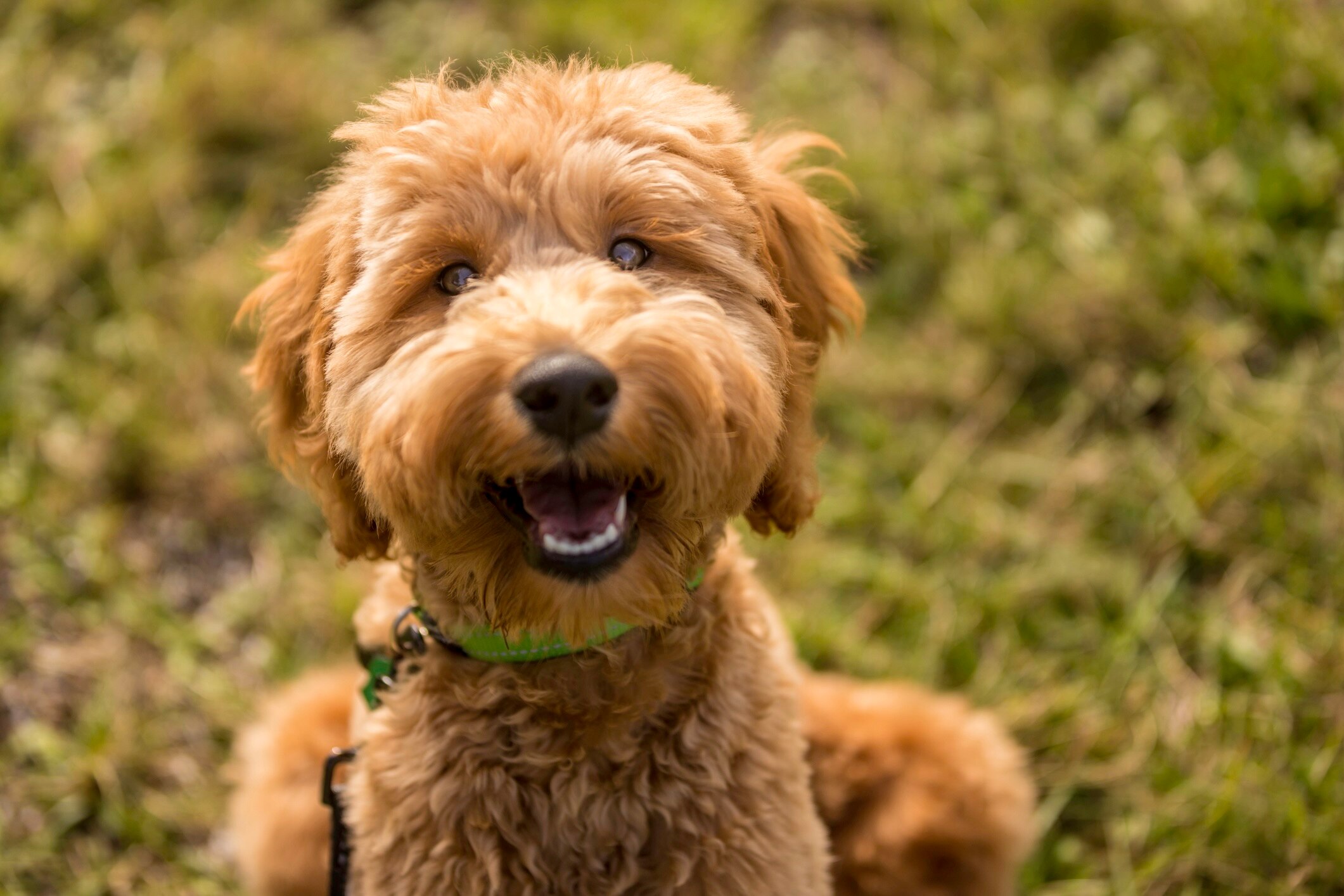 Golden Labradoodle Dog