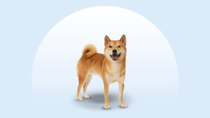 Shiba Inu